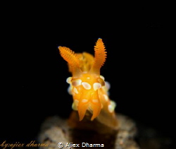Tambja sp, taken with Canon PowerShot S120 in canon Housi... by Ajiex Dharma 